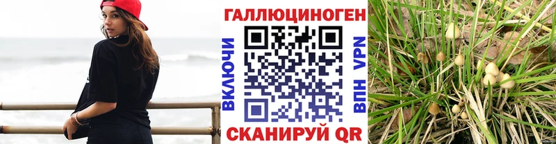Галлюциногенные грибы Cubensis  Старица 